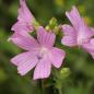 Preview: Malven Mix (Malva alcea / Malva moschata) Saatgut